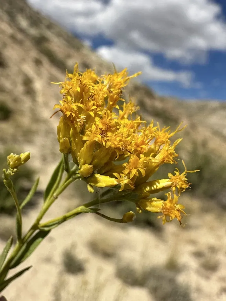 Spearleaf Rabbitbrush