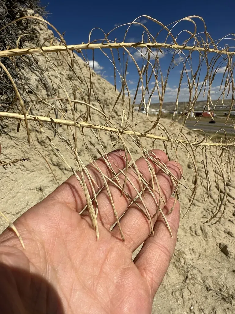 Green Prince's Plume