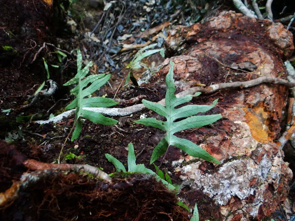Selliguea Echinospora