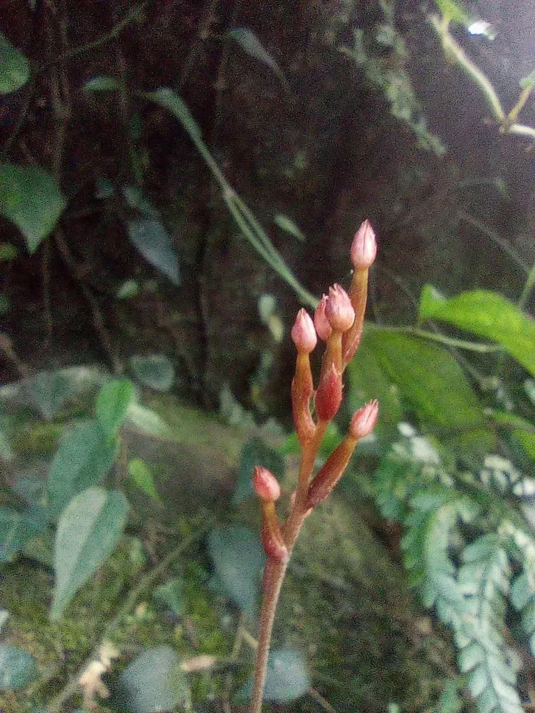 Rhomboda Yakusimensis