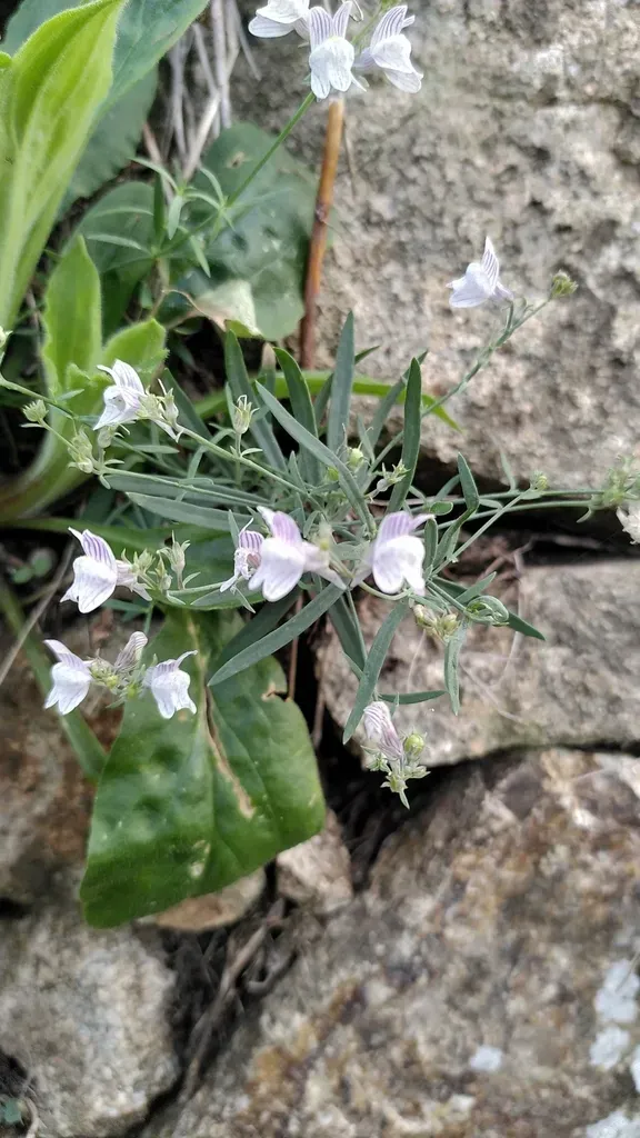 Pale Toadflax