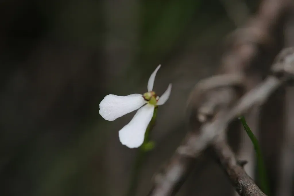 Stylidium Obtusatum