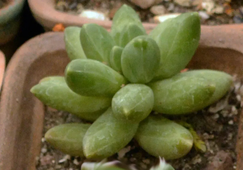 Pachyphytum Compactum