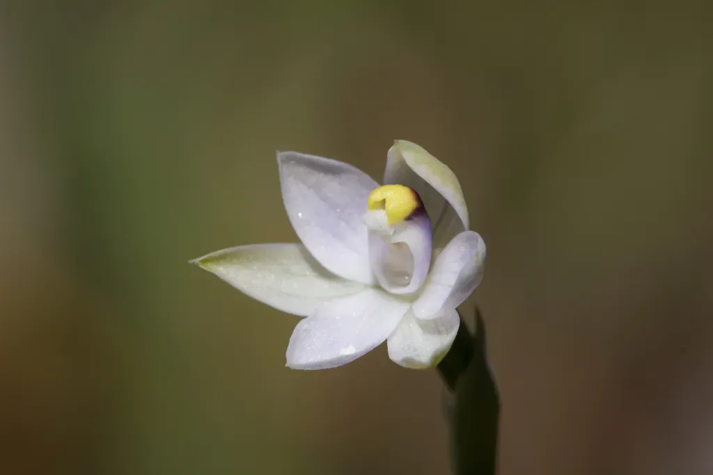 White Sun Orchid