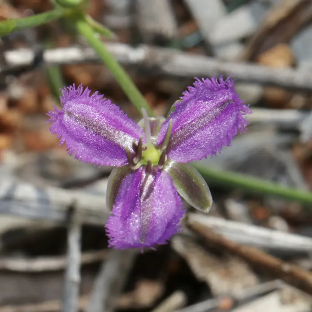 Thysanotus Speckii