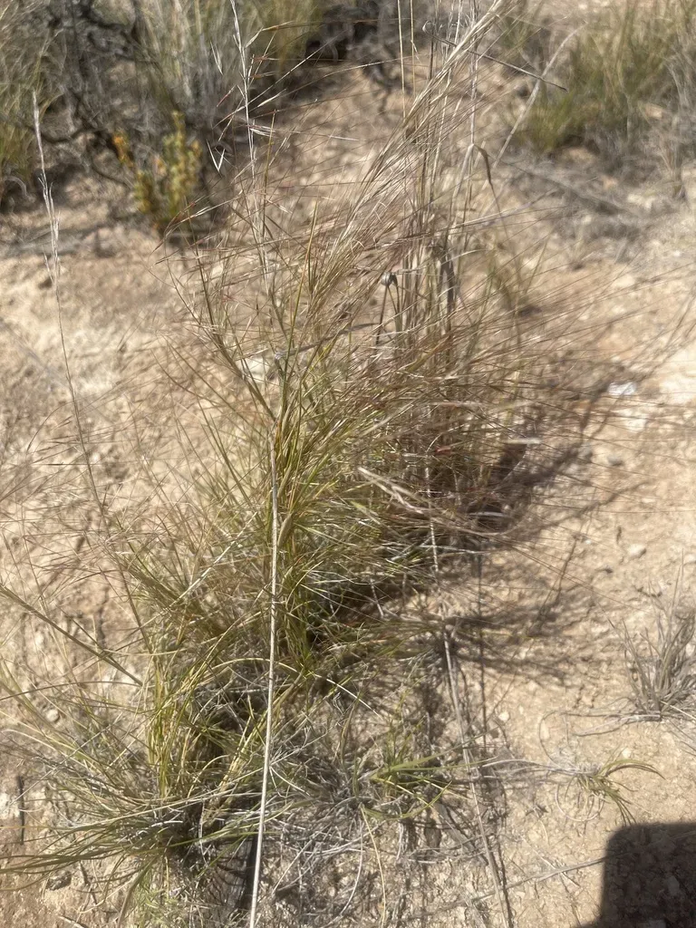 Austrostipa Nullanulla