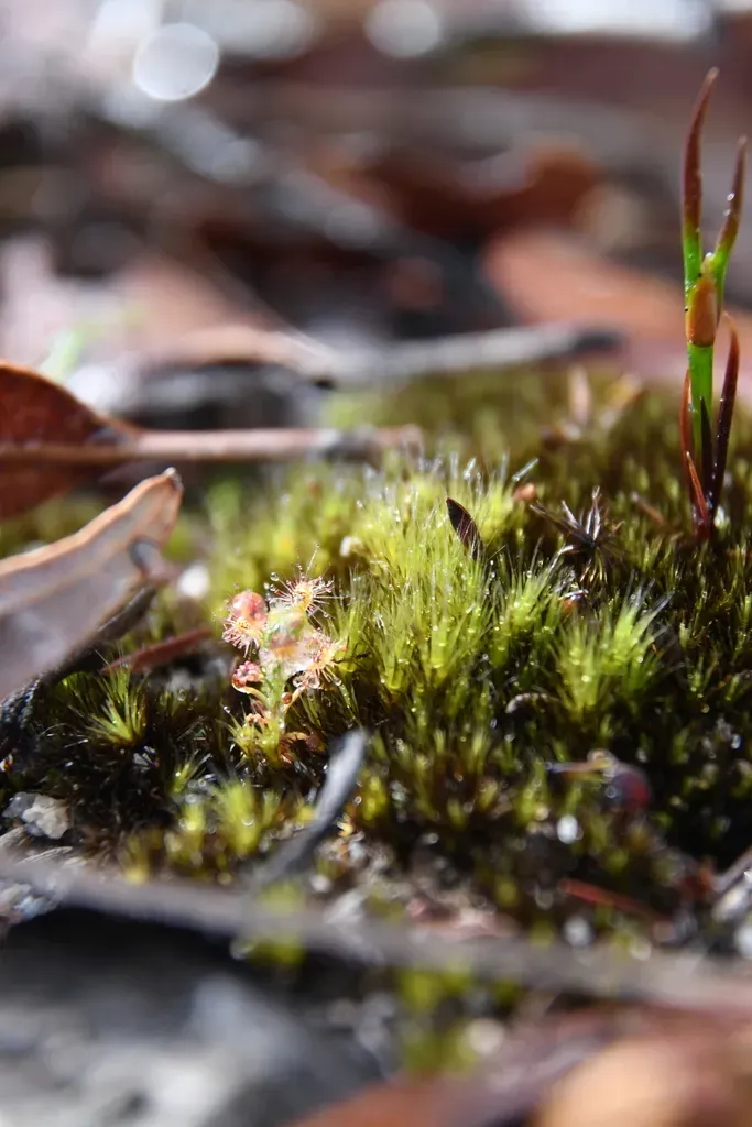 Drosera Roseana