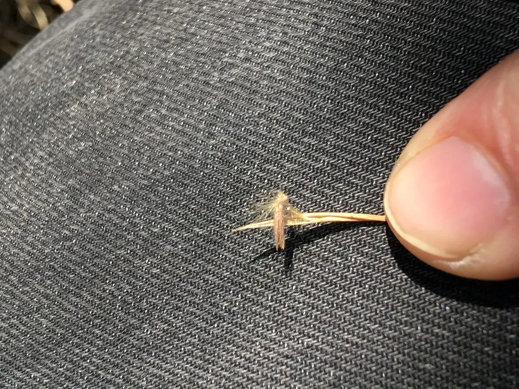 Fine Thatching Grass