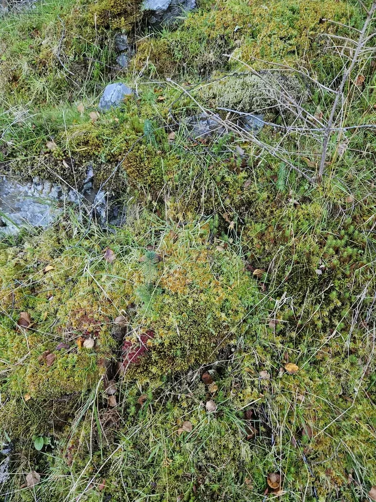 Plagiochila Spinulosa