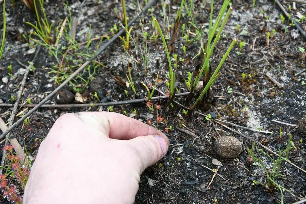 Sulphur-flowered Sundew