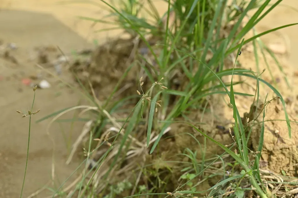 Fimbristylis Tomentosa