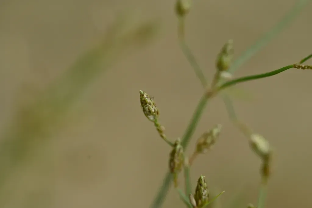 Fimbristylis Shimadana
