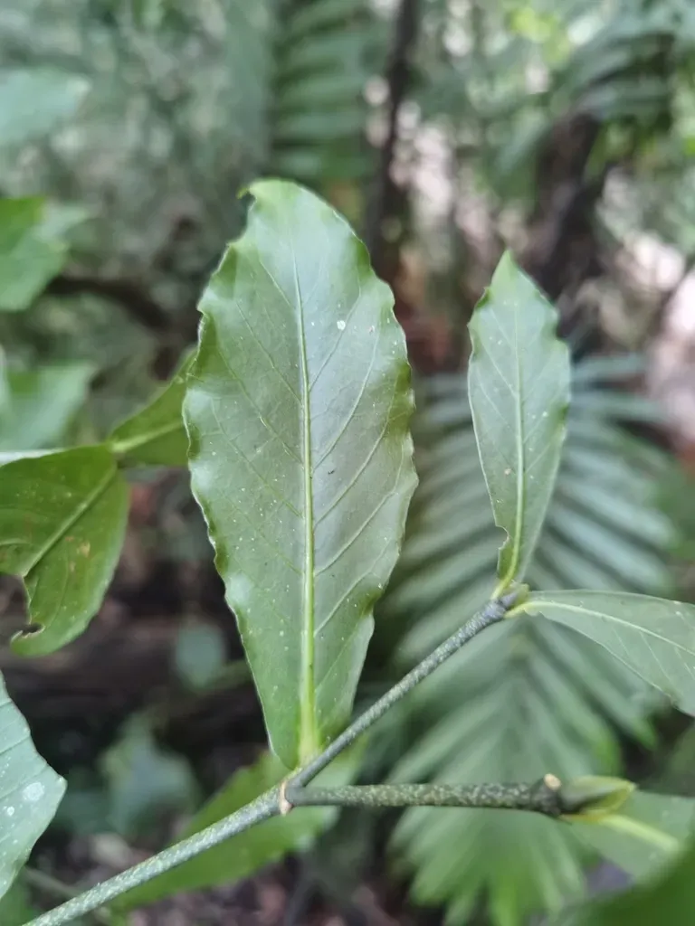 Psychotria Subsessilis