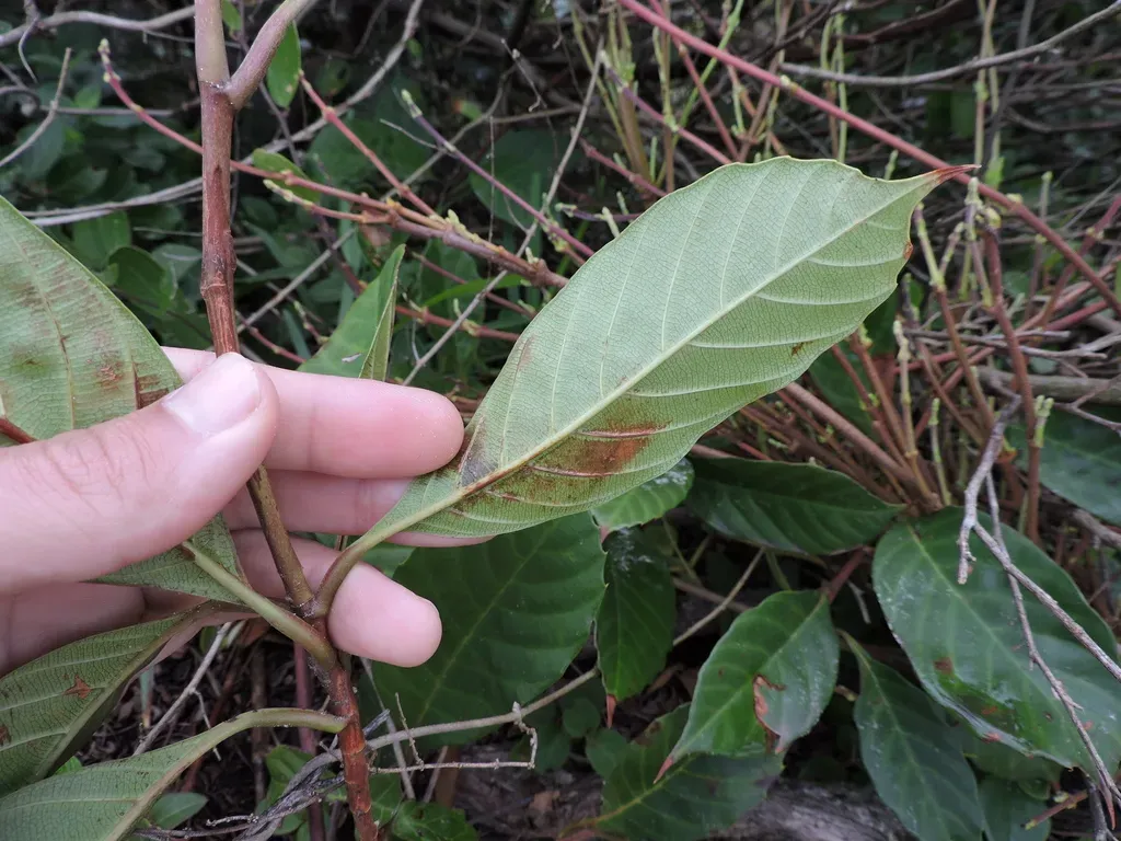 Doliocarpus Glomeratus