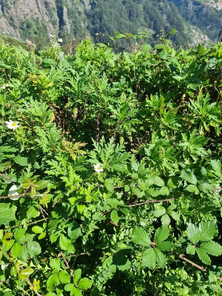 Argyranthemum Dissectum