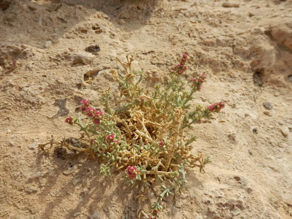 Anabasis Setifera