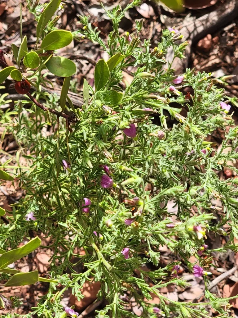 Small-flowered Bird's-beak
