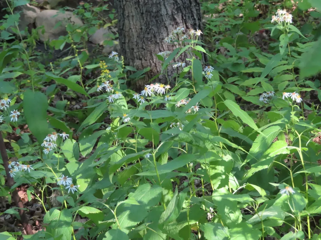 Forked Aster