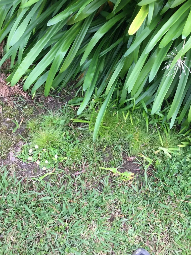 Isolepis Sepulcralis