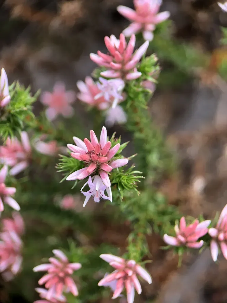 Andersonia Sprengelioides