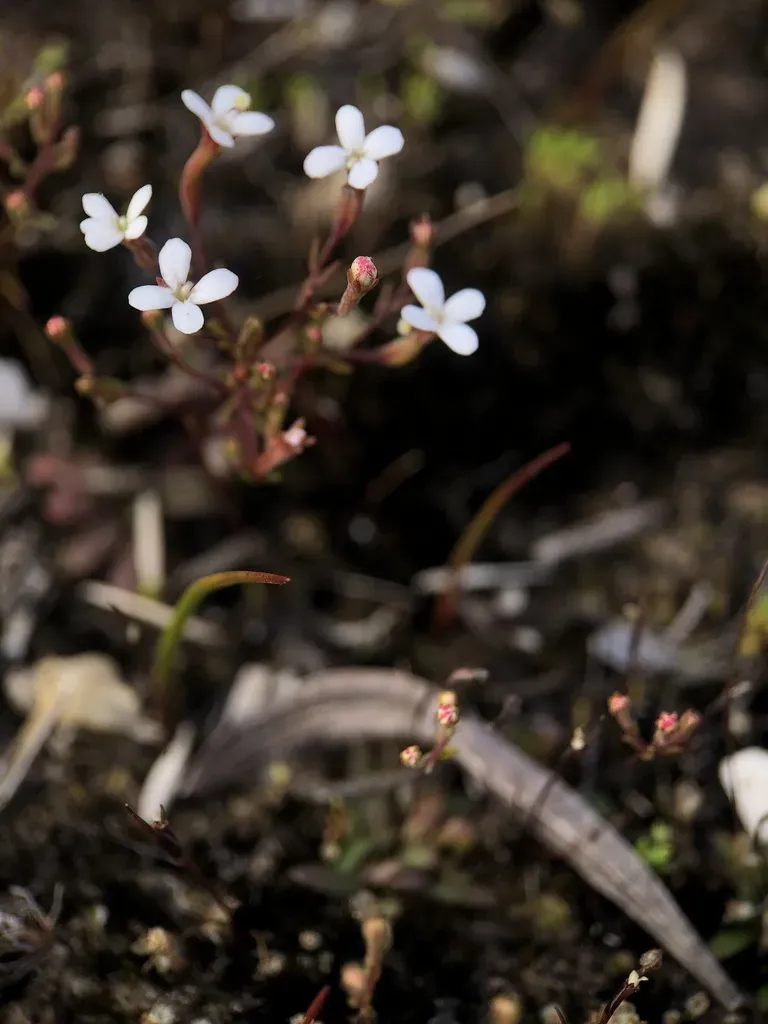 Stylidium Pulchellum
