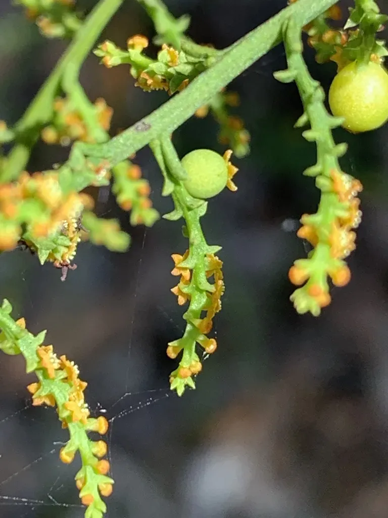 Leptomeria Squarrulosa