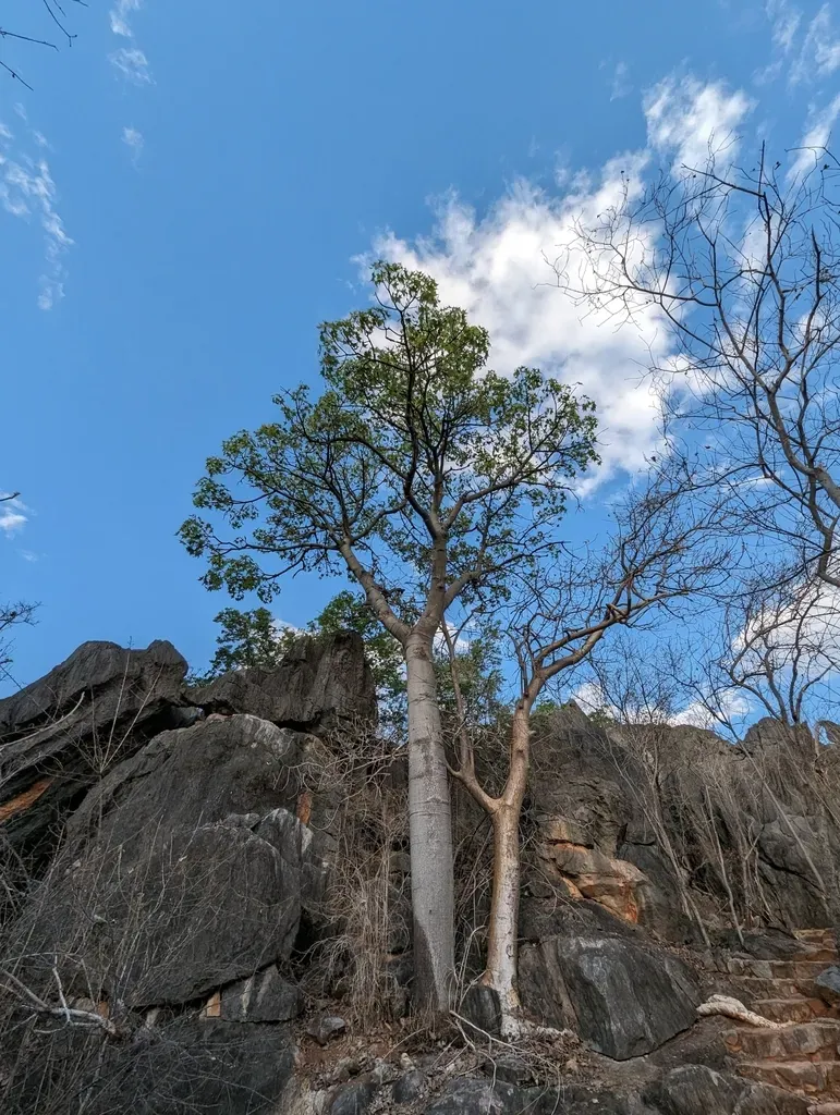 Broad-leaved Bottletree