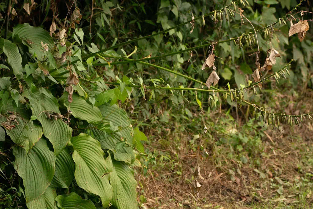 Siebold's Plantain Lily