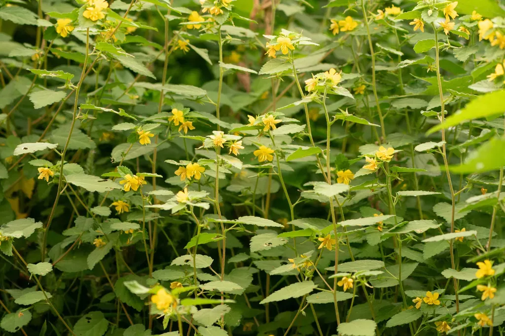 Corchoropsis Crenata