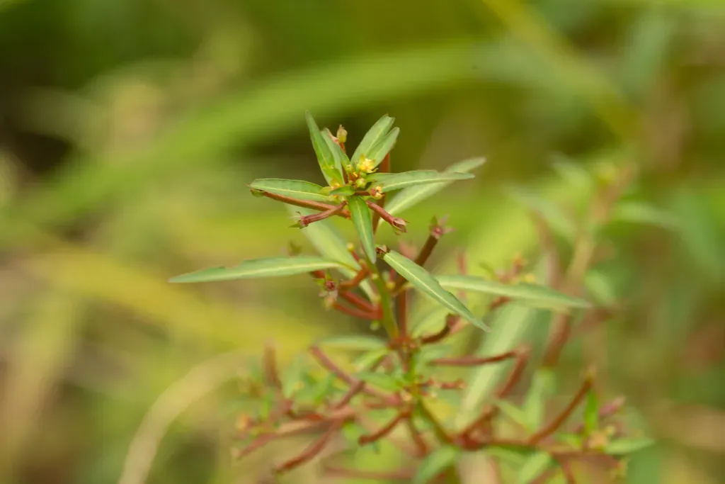 Ludwigia Epilobioides