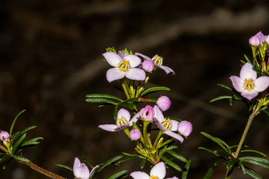 Hairy Boronia
