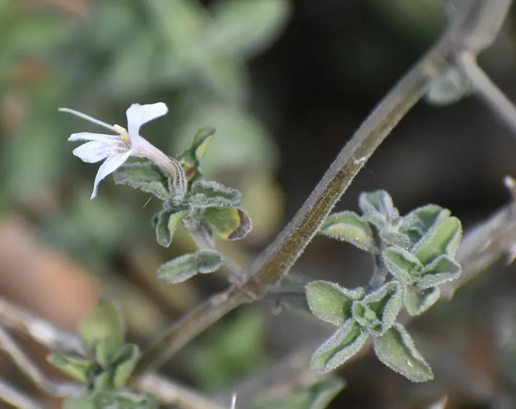 Dyschoriste Burchellii