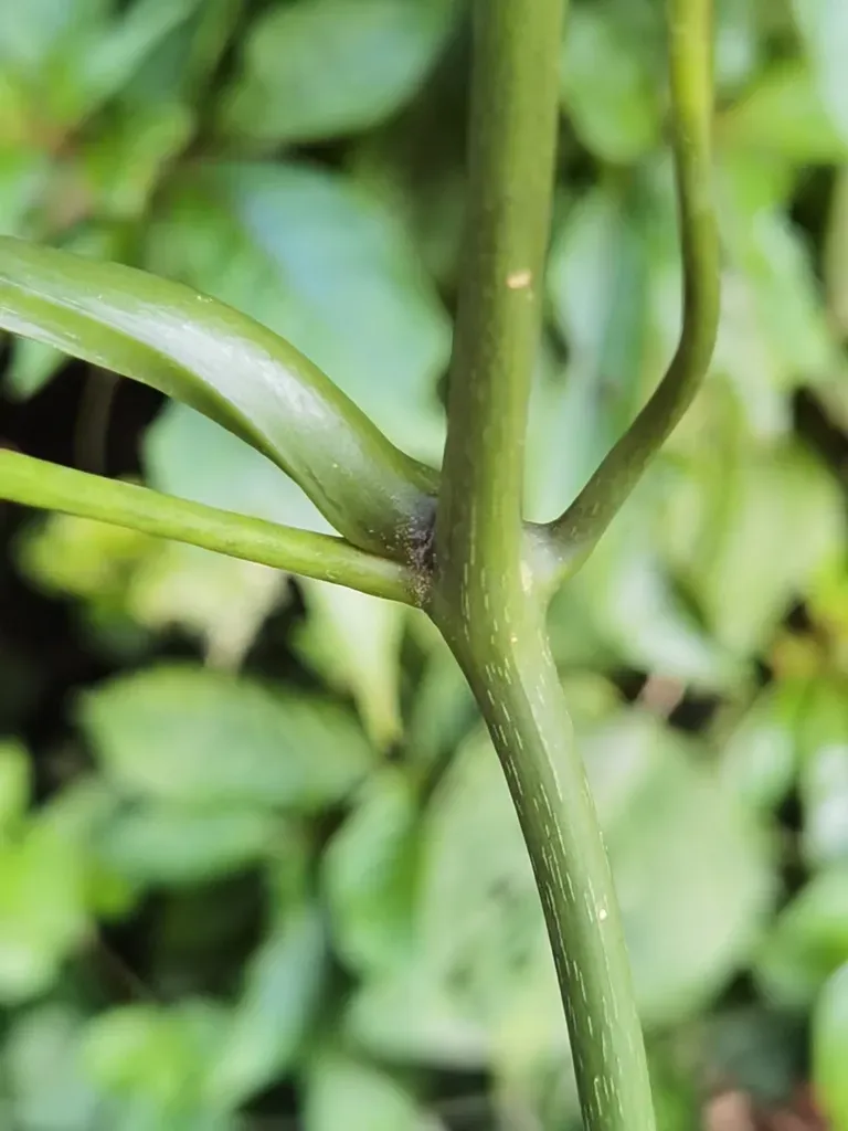 Psiguria Warscewiczii