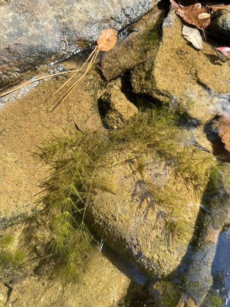 Chara Foliolosa