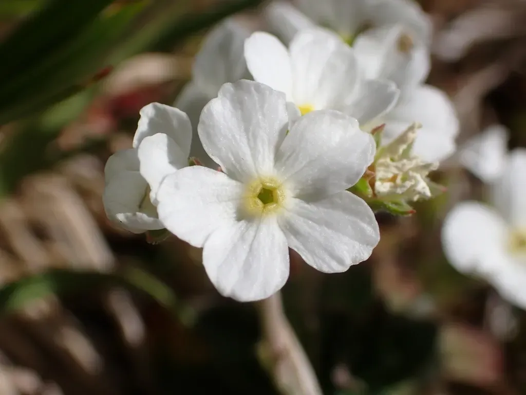 Obtuse-leaved Rock-jasmine