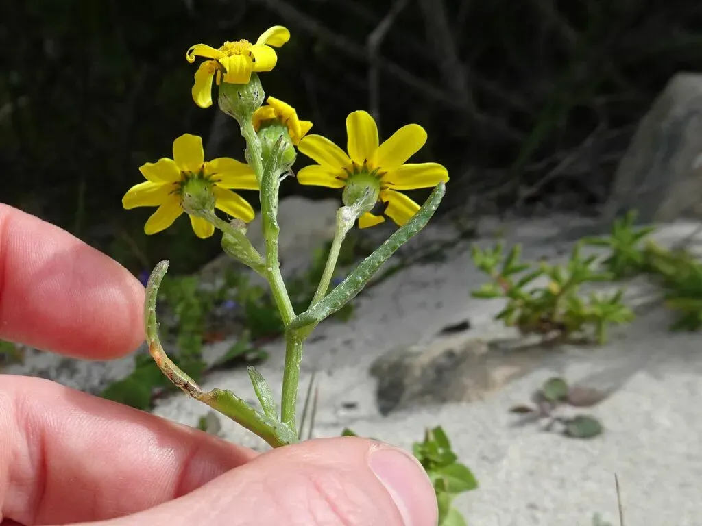Beach Ragwort