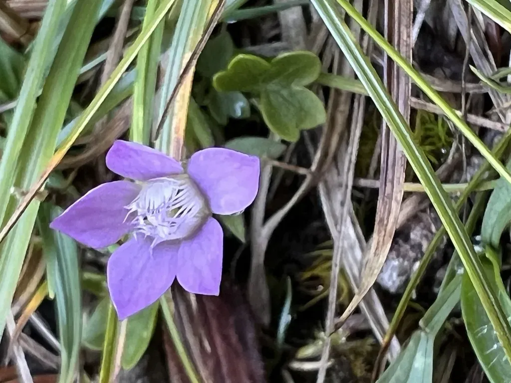 Rough Gentian
