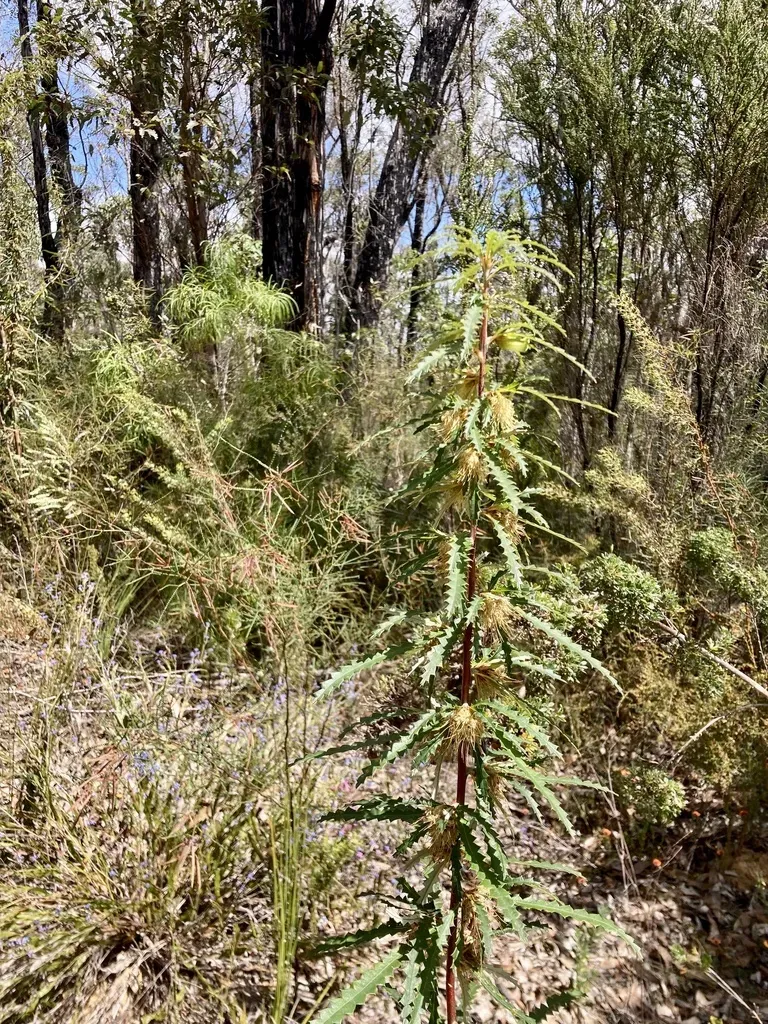 Serrate-leaved Dryandra