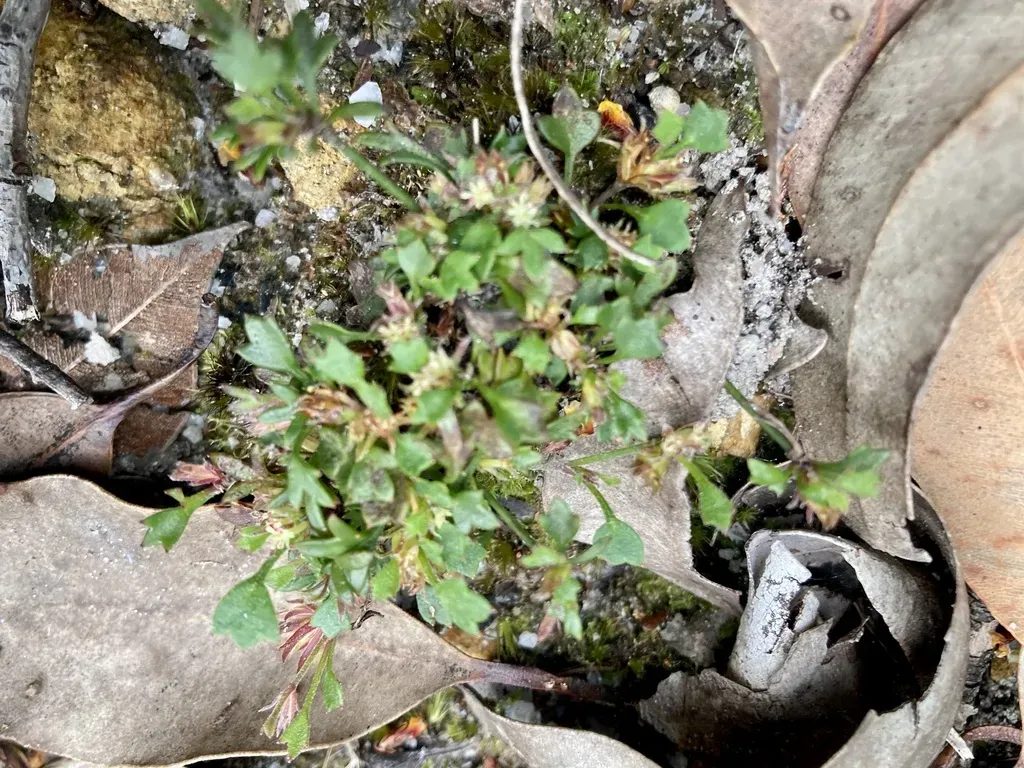 Xanthosia Singuliflora