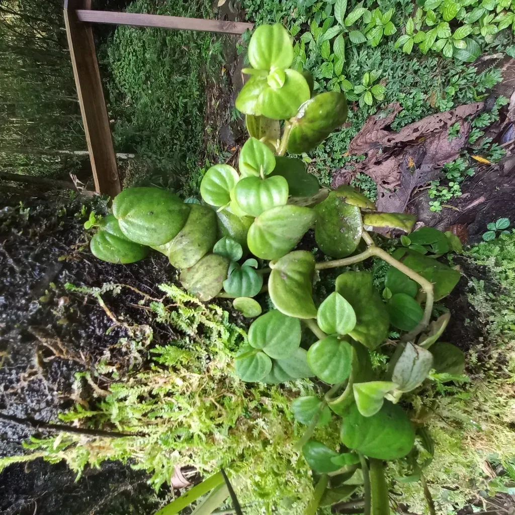 Peperomia Urocarpa