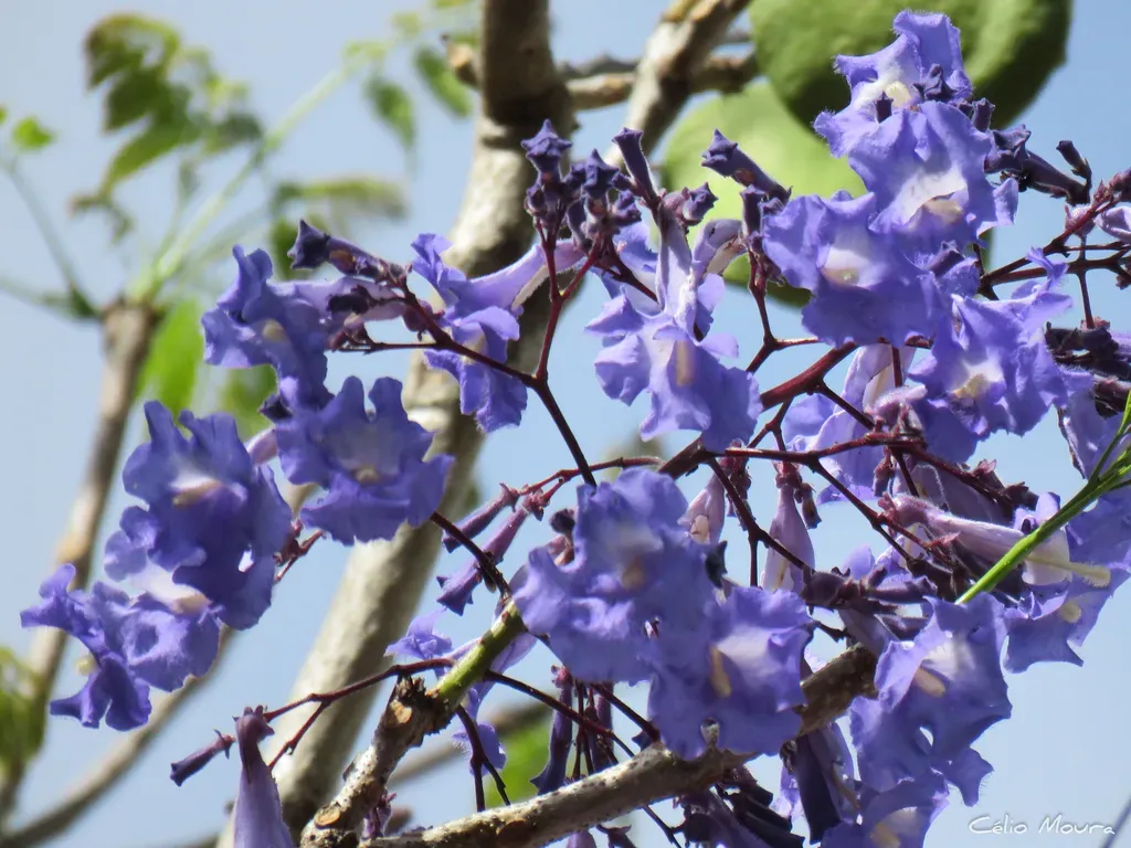 Jacaranda Brasiliana