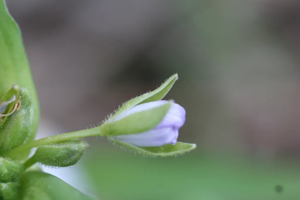 Ozark Spiderwort