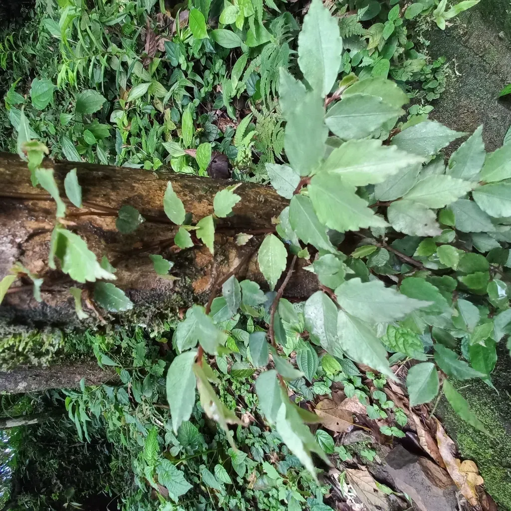 Begonia Fruticosa