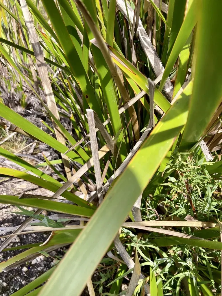 Lepidosperma Hopperi