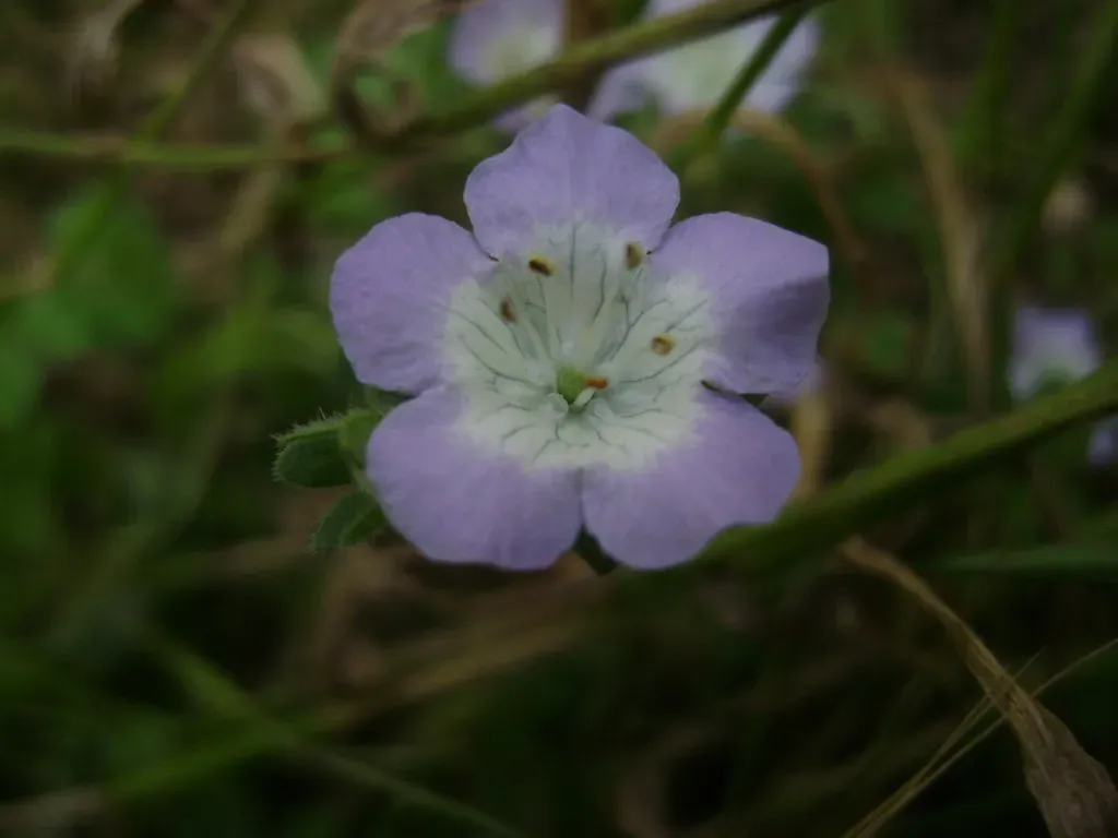Coast Phacelia