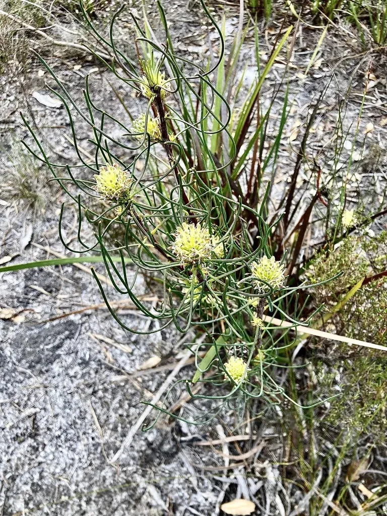 Petrophile Acicularis