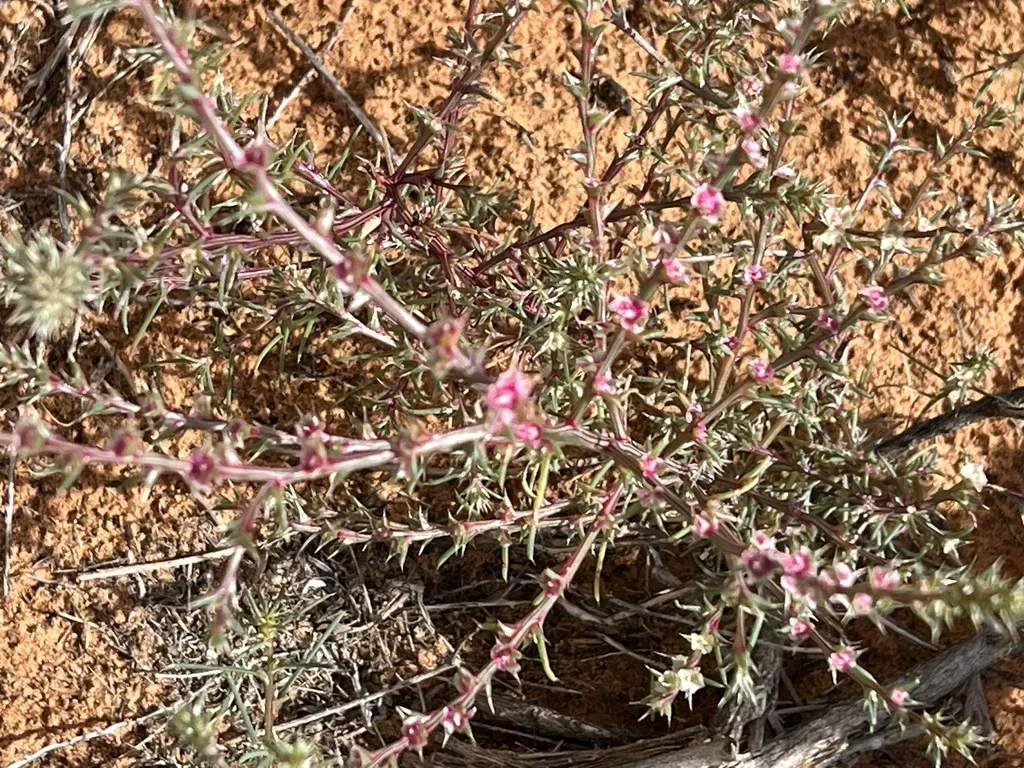 Barbwire Russian Thistle