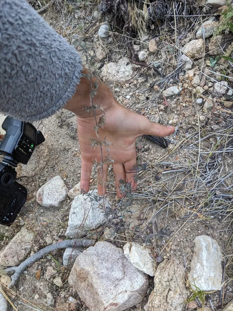 Small-flowered Bluecurls