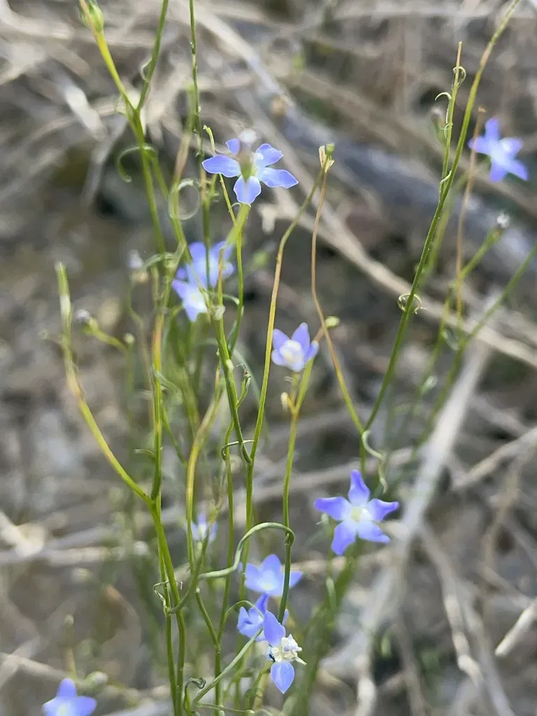 Wahlenbergia Fluminalis