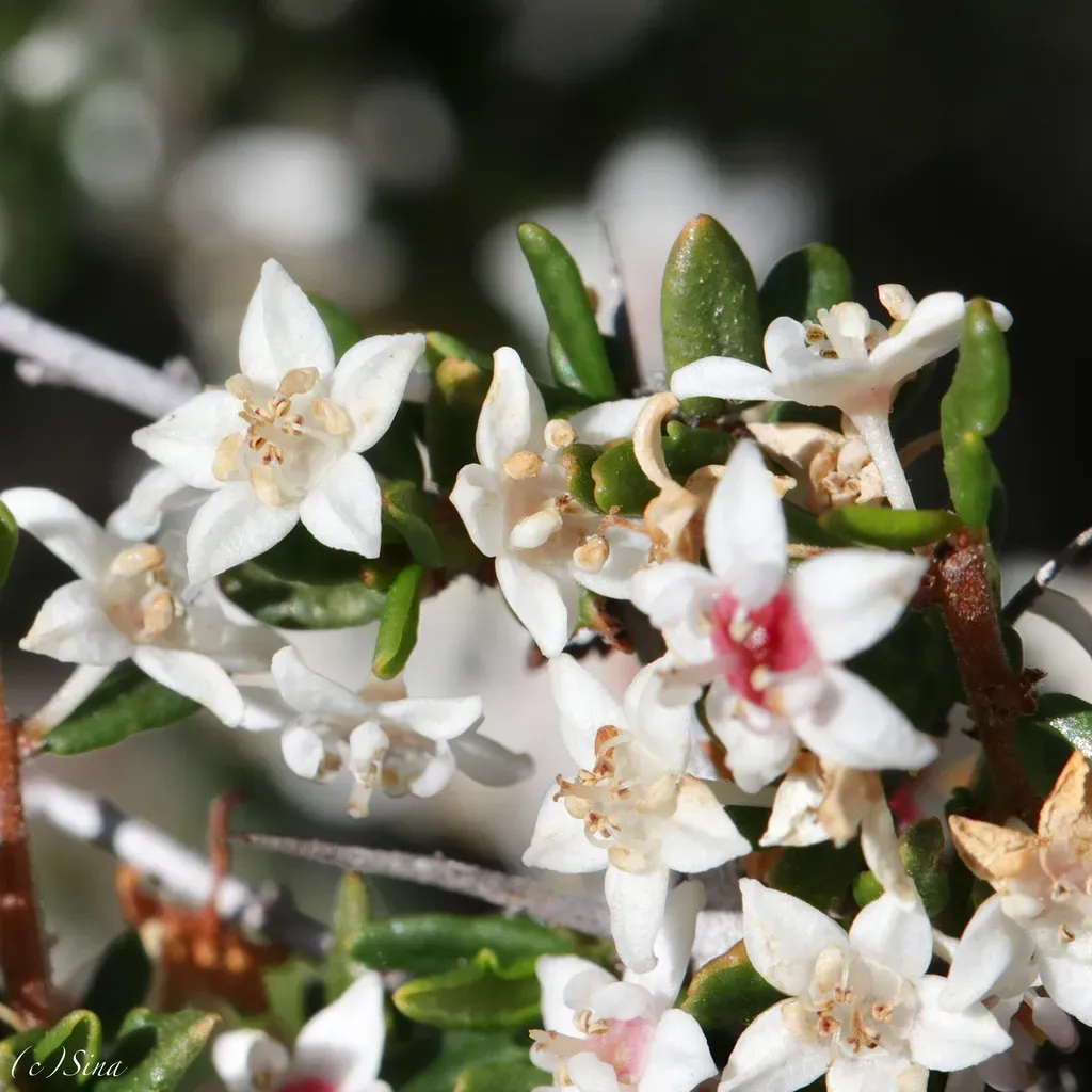 Granitites Intangendus